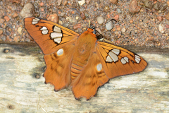 Myscelus phoronis
