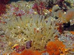 Polymastia penicillus