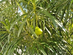 Cascabela thevetia