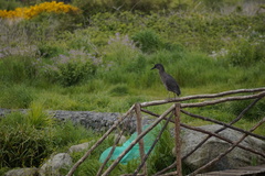 Nycticorax nycticorax obscurus