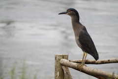 Nycticorax nycticorax obscurus