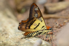 Myscelus phoronis