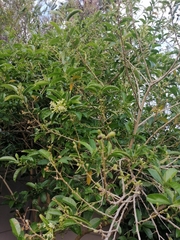 Cestrum laevigatum