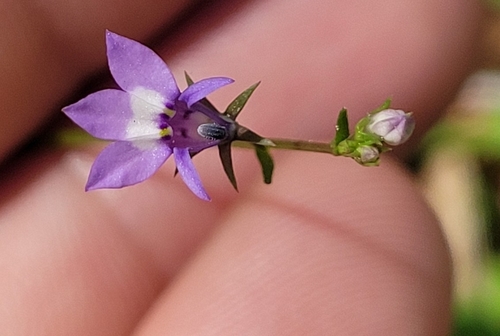 Lobelia feayana image
