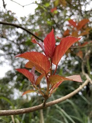 Actinidia rufa