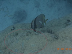 Pterocaesio trilineata