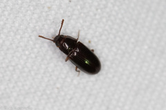 Pharaxonotha kirschii