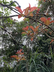 Actinidia rufa
