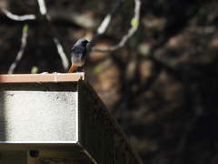 Phoenicurus ochruros