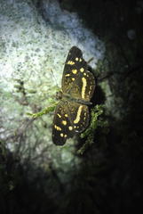 Anthanassa ptolyca