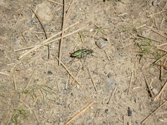 Cicindela purpurea