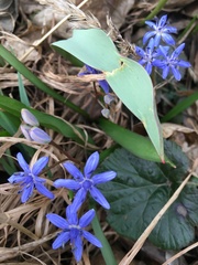 Scilla vindobonensis