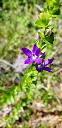 Triodanis perfoliata image