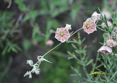 Philibertia gilliesii