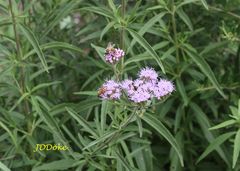 Chromolaena arnottiana