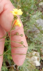 Linum sulcatum