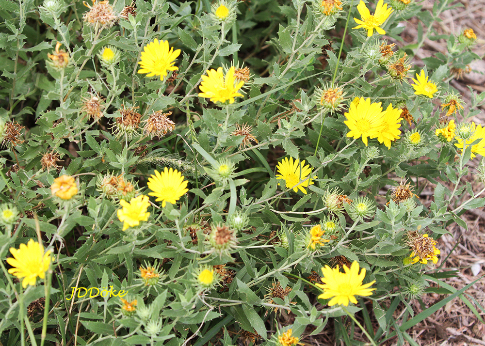 Grindelia cabrerae