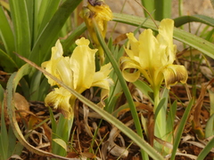 Iris pseudopumila