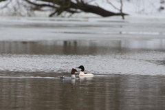 Mergus merganser