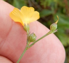 Linum sulcatum