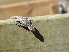 Tarentola mauritanica