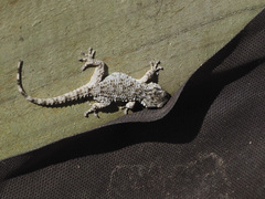 Tarentola mauritanica