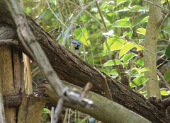 Parus major