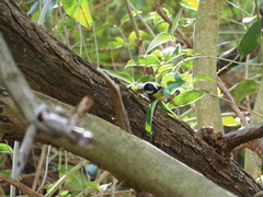 Parus major