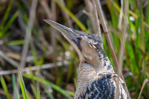 Avetoro común (Botaurus stellaris)