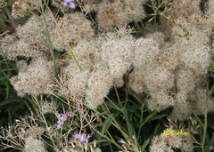 Chromolaena arnottiana