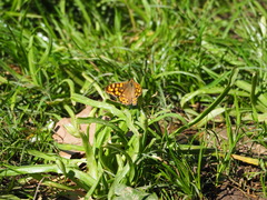 Pararge aegeria