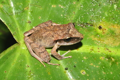 Craugastor laticeps