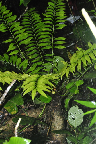 Zamia onan-reyesii