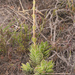 Crassula ciliata - Photo (c) botanicexpedition2019nl-saf, algunos derechos reservados (CC BY-NC-ND), uploaded by botanicexpedition2019nl-saf