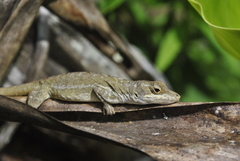Anolis cusuco