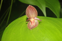 Pleurothallis cardiothallis
