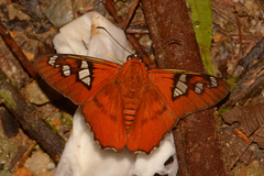 Myscelus perissodora