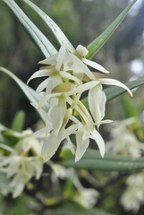 Epidendrum mixtum
