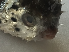 Cyclichthys orbicularis