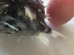 Cyclichthys orbicularis