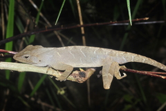 Anolis johnmeyeri