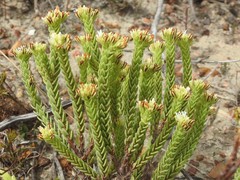 Crassula ericoides