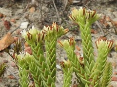 Crassula ericoides
