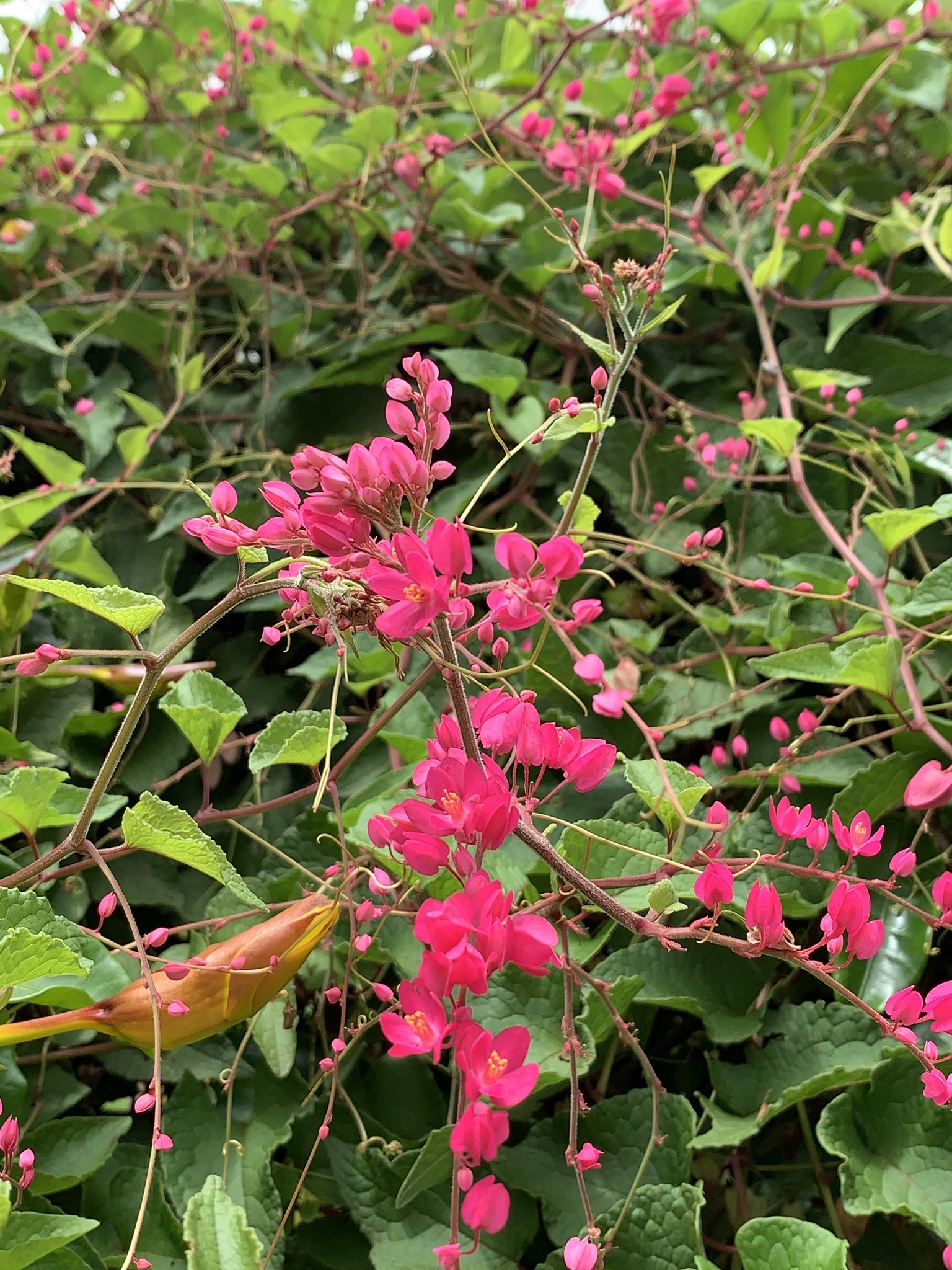 Antigonon leptopus