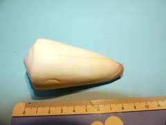 Conus coelinae