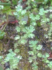 Alchemilla occidentalis