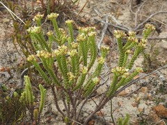 Crassula ericoides