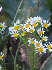 Senecio bonariensis