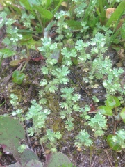 Alchemilla occidentalis
