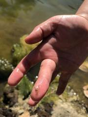 Amphipholis squamata